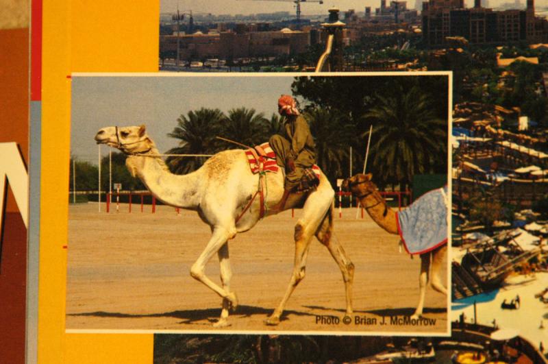 My racing camel photo, P. 94