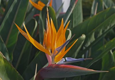 Bird Of Paradise