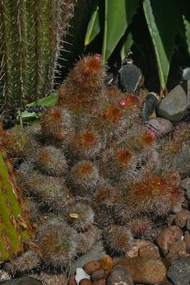 Cactus 01