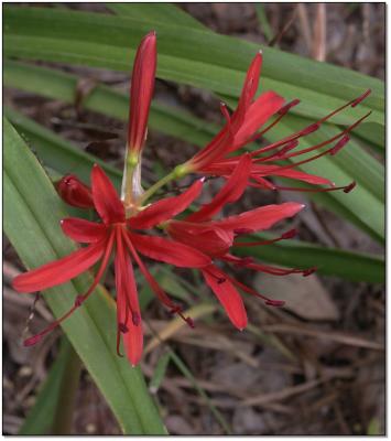 Spider Lily, red