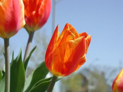 Neighbour's Tulips