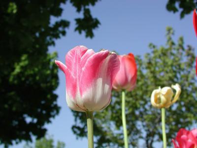 Our Tulips. Spring 2002