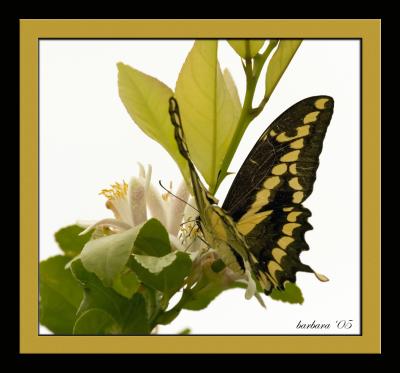 butterfly on orange blossomsIMG_7513.jpg