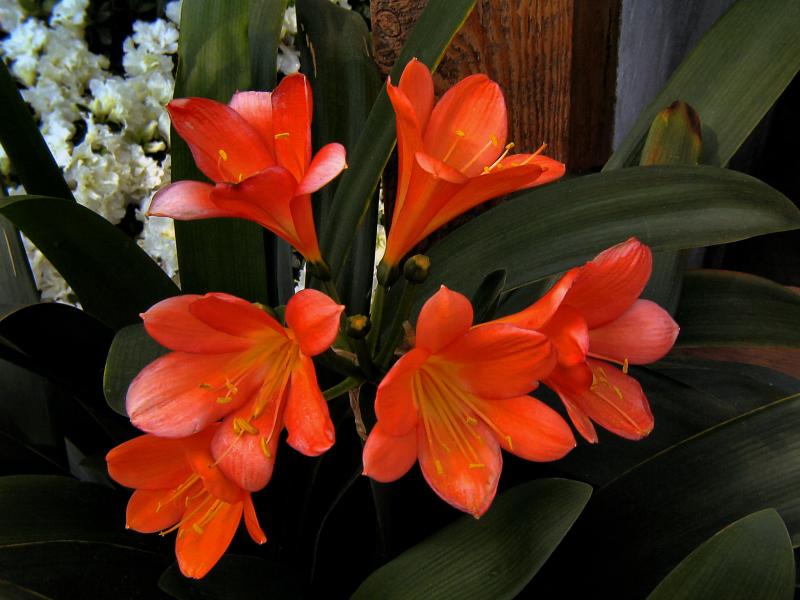 Spring Colors 2005