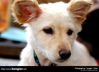 u10/boogier/medium/41397352.DSC_8045.jpg