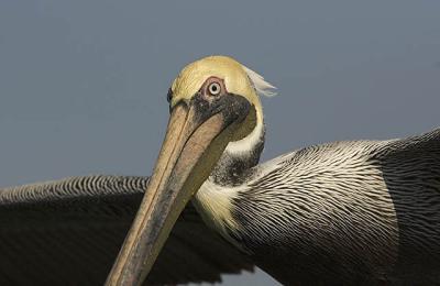 pelican Fly eye.jpg
