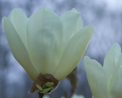 Magnolia Elizabeth Glow I.jpg