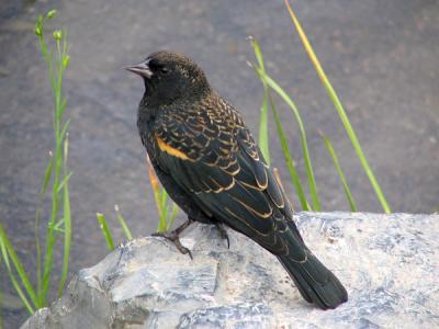 Carouge  paulettes - Red-winged blackbird