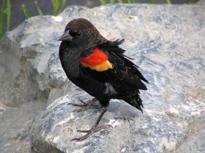 Carouge  paulettes - Red-winged blackbird