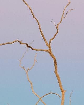 Dead Branches at Dusk