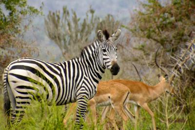 Gallery - Uganda, Africa 2004