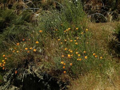 0P5110750_Poppies.jpg