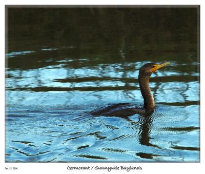 Cormorant at the Sunnyvale Baylands