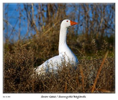 Snow Goose at the Sunnyvale Baylands