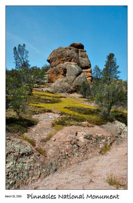 River of Goldfields blossoming