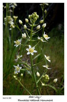 Star Lily