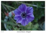 Anemone Blossom