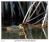 Cute Coot Chick at the Sunnyvale Baylands