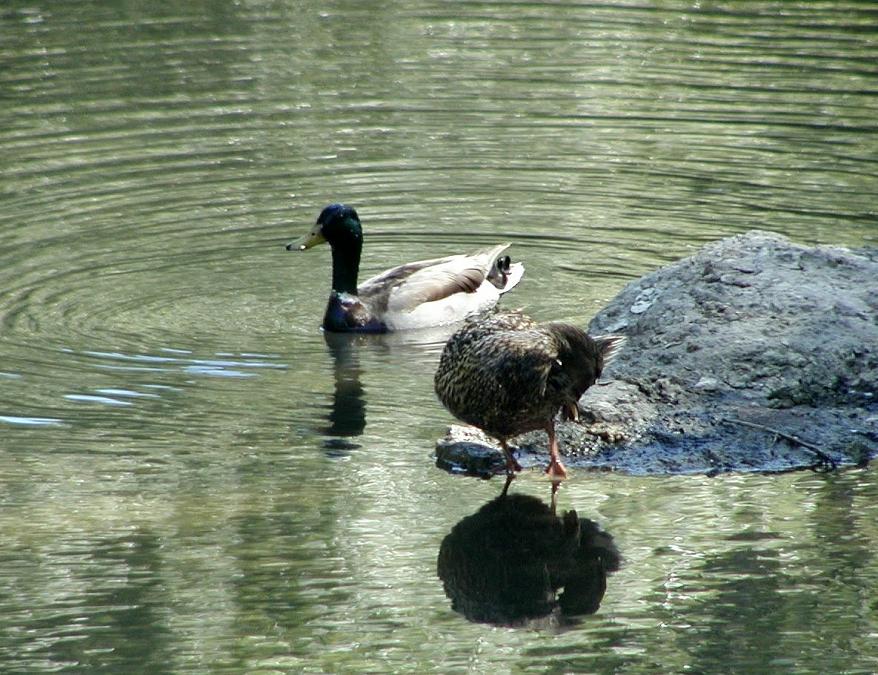 0P5110712_Ducks_Crpd.jpg