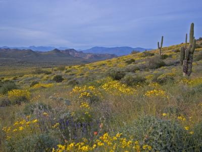 Flanks of the Superstition Mtn at dusk