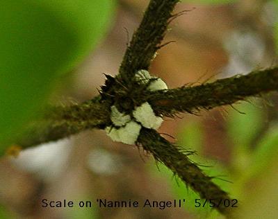 Scale (either Azalea Bark Scale or Cottony Azalea Scale), said to be difficult to control until these white masses hatch and tiny red crawlers emerge in June.