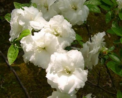 R. 'Kehr's White Rosebud'