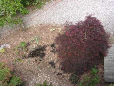 dining room bed, from above looking east: A. p. 'Tamukeyama'