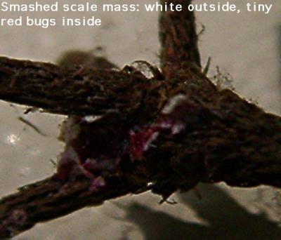 Scale (either Azalea Bark Scale or Cottony Azalea Scale), The red crawlers normally emerge in June, and are then susceptible to various insecticides. They are also susceptible to the systemic Imidacloprid at any time. See NCSU IPM for more information.