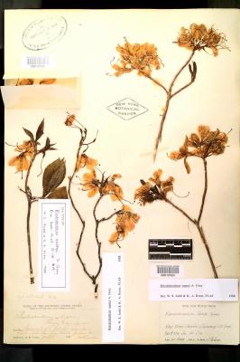 herbarium sheet