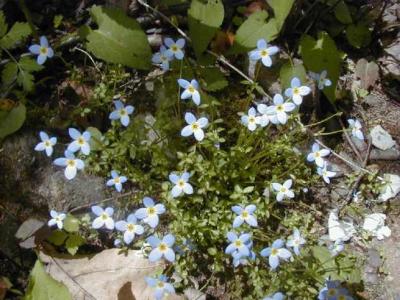 Houstonia caerulea (Bluets) on Pilot Mountain