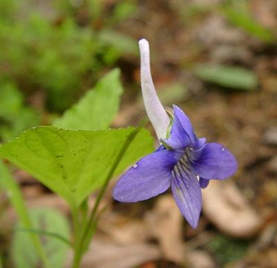 Viola rostrata (Long-Spurred Violet)