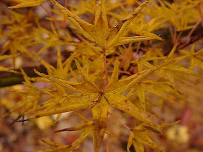 Acer palmatum 'Okushimo'