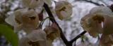 Halesia monticola (Mountain Silverbell)