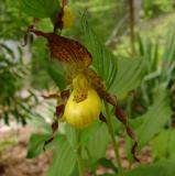 Cypripedium calceolus (Yellow Ladyslipper)