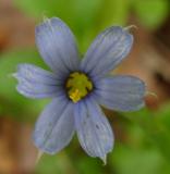 Sisyrinchium angustifolium (Blue-Eyed Grass)