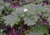 Diphylleia cymosa (Umbrella Leaf)