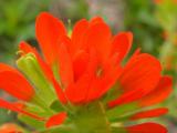 Castilleja coccinea (Indian Paint-Brush),