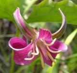 Trillium catesbaei