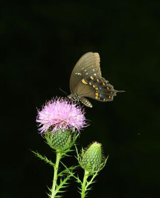 14848 Spicebush Swallowtail