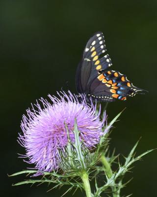 15207 Black Swallowtail