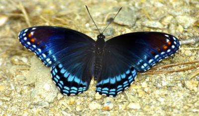 03462 Red-spotted Purple