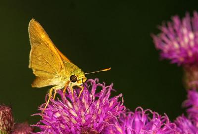 03627 Skipper