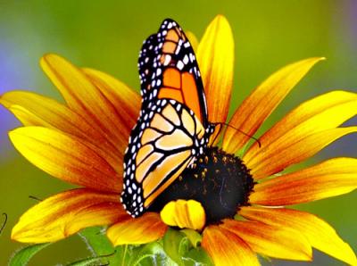 04490 Monarch on sunflower