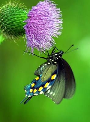 02064 Pipevine Swallowtail