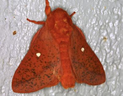 13666 Spiny Oakworm Moth