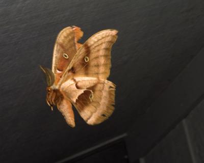 11027 Polyphemus Moth--flying