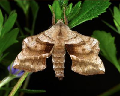 13350 Walnut Sphinx Moth