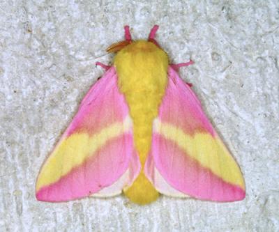 13748 Rosy Maple Moth