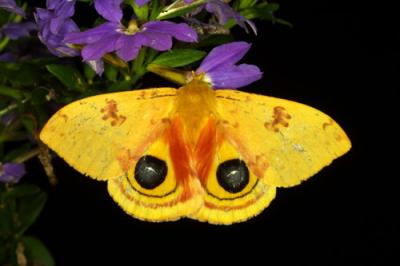 14099 Io Moth on flower