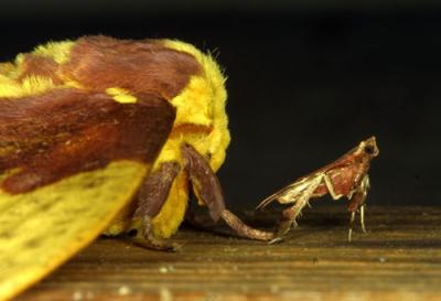 14361 Imperial Moth and friend